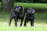 CANE CORSO 1210